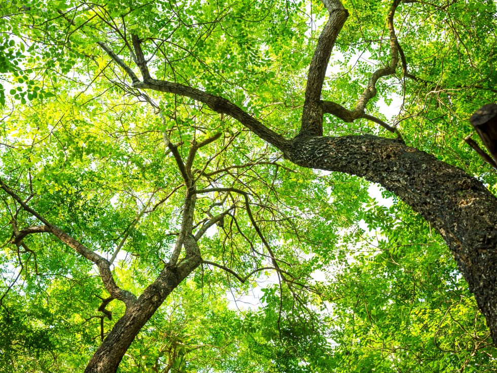 Tree in forest with green leaf